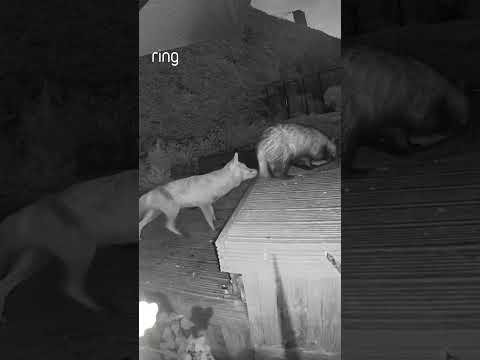 Some badgers are enjoying a midnight snack until a sneaky fox almost ruined the night…