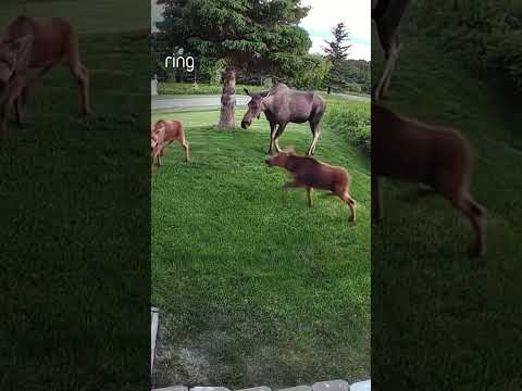 A mama moose and her babies enjoying some Alaskan sunshine 😎