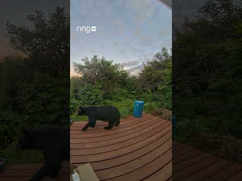 The only thing cooler than seeing a bear on your Ring is spotting a bear on your Ring in Retinal 4K!