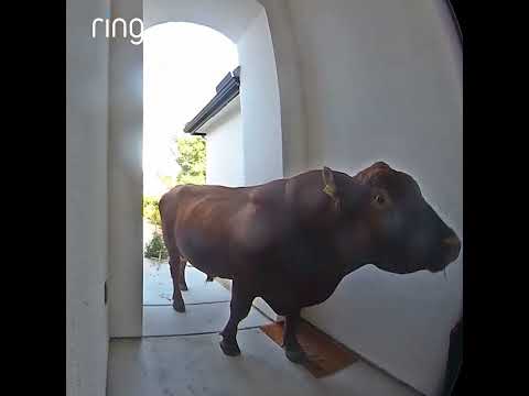 Moo-tion Detected 🐂🔔