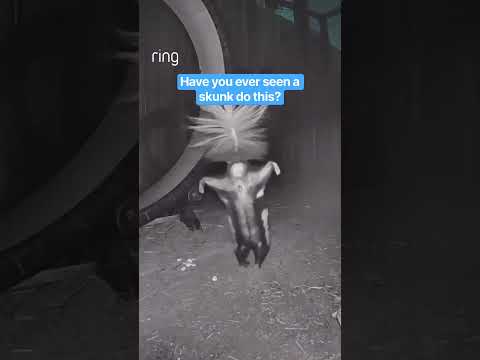 A skunk-tacular sight to see!